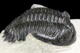 Detailed Hollardops Trilobite - Visible Eye Facets #154197-1